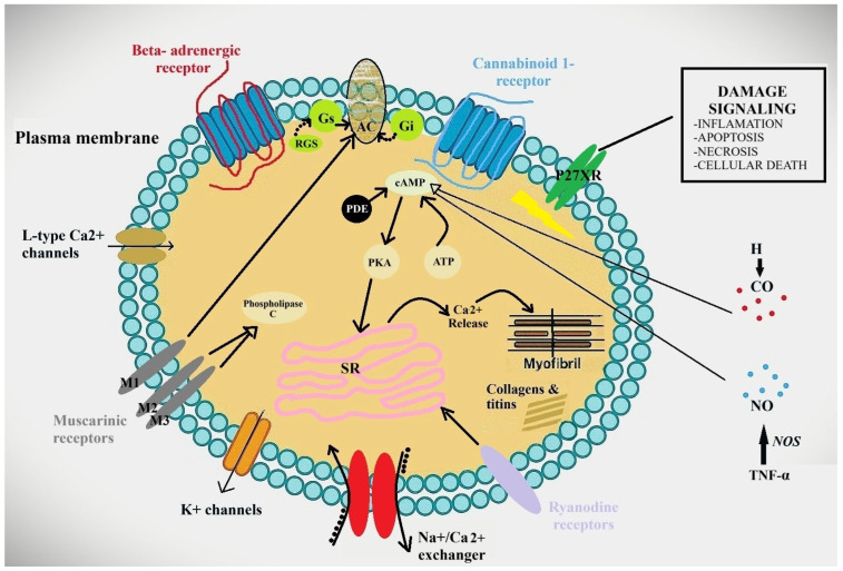 Changes in the function of K+, L-type Ca2+, Na+/Ca2+ channels, and beta-adrenergic and cannabinoid receptors occurring in CCM. AC—adenylyl cyclase; ATP—adenosinetriphosphate; Ca2+—calcium; CO—carbon monoxide; cAMP—cyclic adenosine monophosphate; Gs—stimulatory G protein; Gi—inhibitory G protein; H—hydrogen; K+—potassium; PDE—phosphodiesterase; PKA—protein kinase A; NO—nitric oxide; NOS—nitric oxide synthase; SR—sarcoplasmic reticulum; TNF—tumor necrosis factor.