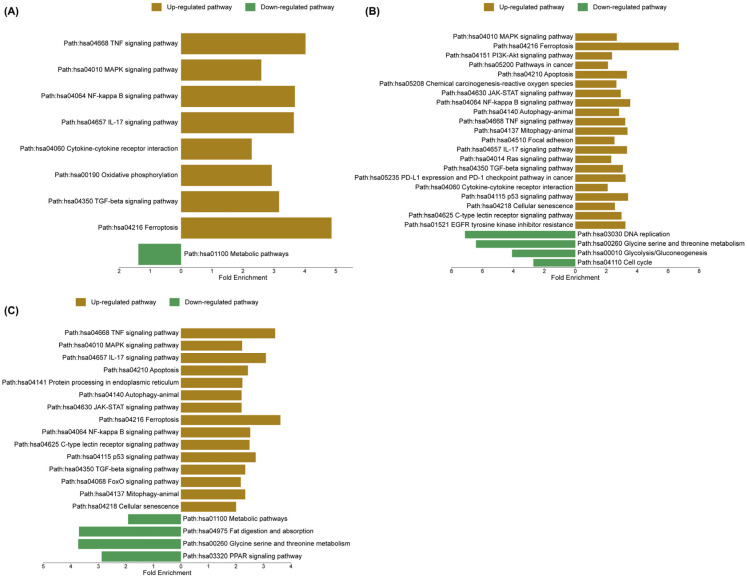 Top significantly enriched Kyoto Encyclopedia of Genes and Genomes (KEGG) pathways based on differentially expressed genes (DEGs) in HepG2 cells compared with the vehicle control group. (A) Sorafenib treatment alone, (B) cannabis extract treatment alone, and (C) combination treatment with sorafenib and cannabis extract. KEGG pathway enrichment analysis was performed using ShinyGO (v0.85.1), and enrichment plots were visualized using SR plot (http://www.bioinformatics.com.cn/Srplot, accessed on 6 May 2026) (n = 3).