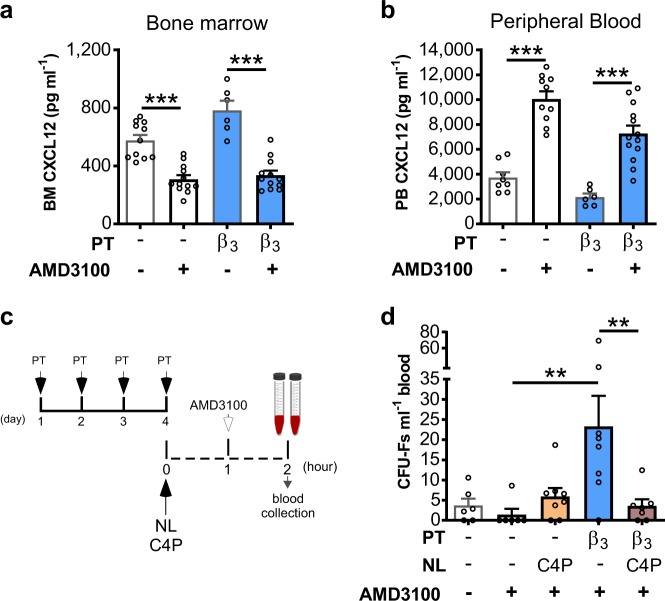 Neutralisation of CXCL12 chemokine gradient abrogates the mobilisation of MSCs in response to β3AR activation.a, b Mice were pretreated with BRL37344 (β3) or vehicle once daily on 4 consecutive days. One hour after the last injection, mice were administered AMD3100 and 1 h later femoral bone marrow and blood was collected for quantification of CXCL12 in a bone marrow (BM) supernatant and b peripheral blood (PB) plasma, respectively; n = 6–13 mice per group. CXCL12 levels are shown as pg per ml. c, d Experimental design; mice were pretreated (PT) with BRL37344 (β3) or vehicle once daily for 4 days. 1 h after the last injection, mice were administered AMD3100 in the presence or absence of chalcone 4-phosphate (C4P), a CXCL12 neutraligand (NL), and 1 h later blood was collected for analysis of d circulating CFU-Fs; n = 6–8 mice per group. CFU-Fs are shown as colonies per ml of blood. (a–d) Data of at least two independent experiments represented as mean ± s.e.m.; **P < 0.01,***P < 0.001 (one-way ANOVA with Bonferroni correction).