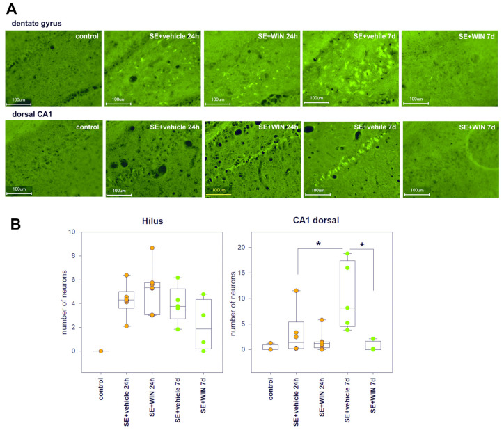 (A) Fluorojade C staining in the hilar region of the dentate gyrus (upper row) and dorsal CA1 (bottom row) in rats without SE (control), vehicle-treated treated rats (SE + vehicle), and WIN-55,212-2-treated rats (SE + WIN) 24 h and 7 days after SE; (B) The number of fluorescent cells per field of view in the dentate gyrus and CA1 of the dorsal hippocampus in rats with no SE (control), vehicle-treated treated rats (SE + vehicle), and WIN-55,212-2-treated rats (SE + WIN) 24 h and 7 days after SE. Data are presented as medians with interquartile ranges; dots represent individual values for each rat. *—significant differences at p < 0.05, Kruskal–Wallis test, multiple comparisons post hoc.