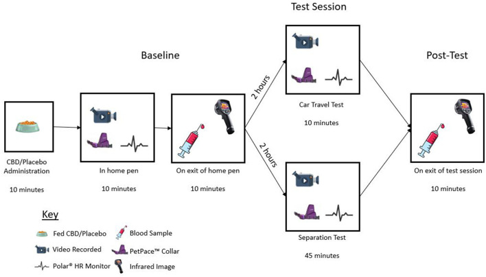 Diagram illustrating test day timeline, including CBD/placebo administration, baseline recording, baseline sample collection, test session, and post-test sample collection.
