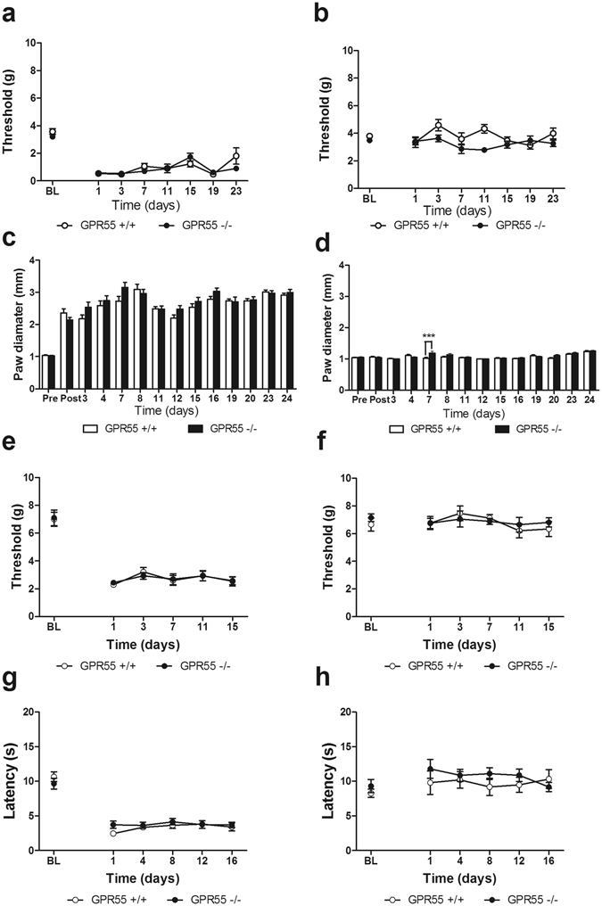 CFA elicits comparable levels of mechanical and thermal hypersensitivity in GPR55 KO and WT mice. Levels of CFA-evoked mechanical hypersensitivity do not differ between GPR55 KO and WT mice (a). CFA does not elicit mechanical hypersensitivity in the paw contralateral to CFA administration (b). Paw diameters were similar in the CFA-injected (ipsilateral) paw in GPR55 KO and WT mice (c). Paw diameters were elevated in GPR55 KO relative to WT mice in the paw contralateral to CFA administration on day 7 only (d). Data are expressed as mean ± SEM (n = 8–9 per group). ***p < 0.001 vs. WT, 2-way ANOVA, Bonferroni post-hoc. In an independent replication, GPR55 KO and WT mice develop similar levels of mechanical (e), and thermal hypersensitivity (g) following i.pl. CFA. Mechanical (f), and thermal (h) hyperalgesia do not develop in the paw contralateral to CFA administration. Data are expressed as mean ± SEM (n = 8 per group). 2-way ANOVA.
