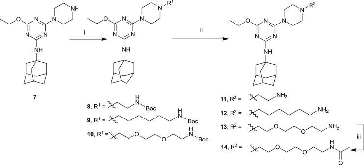 Synthesis of N-adamantanyl series. (i) tert-butyl N-(6-bromohexyl)carbamate or tert-butyl N-{2-[2-(2-bromoethoxy)ethoxy]ethyl}carbamate or 2-(Boc-amino)ethyl bromide, K2CO3, NaI, dioxane, reflux, 24 h, 44–55%; (ii) CH2Cl2, trifluoroacetic acid, 67–96%; and (iii) CH2Cl2, Et3N, acetic anhydride, 30 min, 37%.