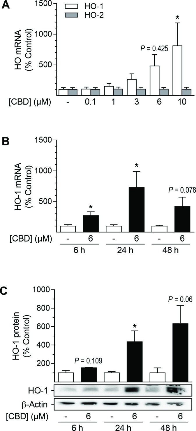 Effect of CBD on HO-1 and HO-2 mRNA and HO-1 protein expression in HUASMCCells were incubated for 24 h with CBD at the indicated concentrations (A) or with 6 µM CBD for the indicated times (B, C). After incubation, cells were analyzed for mRNA expression of HO-1 (A, B) and HO-2 (A) or protein expression of HO-1 (C). Expression values were normalized to β-actin. Percentage of control represents comparison with the respective vehicle-treated time-matched group (set as 100%). Western blot images are representative of each experiment. Values are means ± SEM of n = 6 (A), n = 3–5 (B) or n = 3 (C) experiments. *P < 0.05 vs. time-matched vehicle control; one-way ANOVA plus Dunnett post hoc test (A) or Student’s two-tailed t-test (B, C).