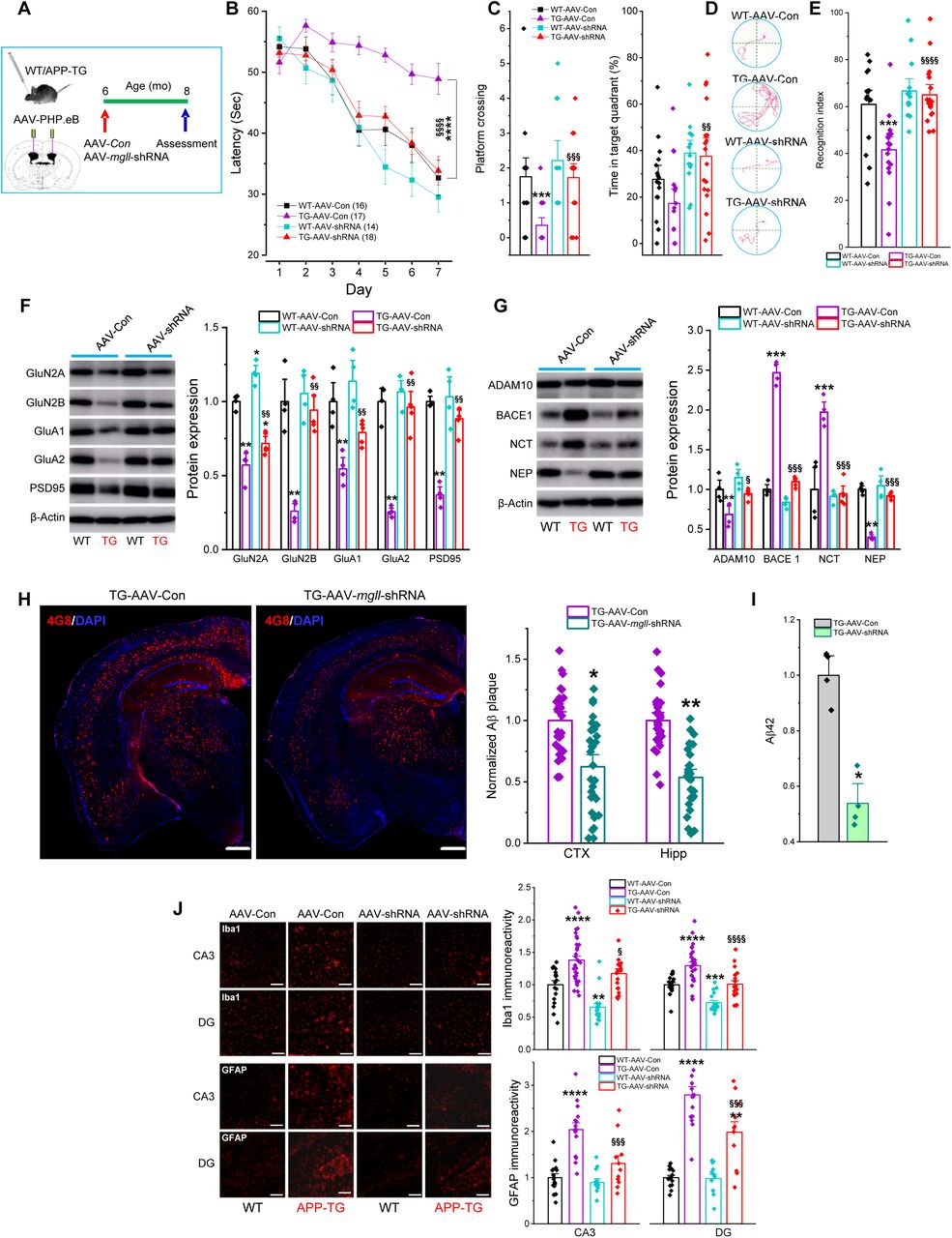ICV delivery of AAV-mgll-shRNA vectors at a symptomatic stage reverses or delays AD progression in TG mice. (A) Schematic illustration of the protocol for ICV injection of AAV-mgll-shRNA vectors. (B) Learning acquisition in the MWM test. Data are presented as mean ± SEM. ****P<0.0001 vs WT-AAV-Con; §§§§P<0.0001 vs TG-AAV-Con (Repeated measures ANOVA, n=14∼18). (C) Probe test. Data are presented as mean ± SEM (ANOVA with Bonferroni post-hoc test). (D) Representative swim paths during acquisition training on day 7. (E) NOR test. Data presented as mean ± SEM (ANOVA with Bonferroni post-hoc test, n=14∼18 animals/group). (F) Immunoblot analysis of hippocampal expression of glutamate receptor subunits and PSD95. Data are presented as mean ± SEM. **P<0.01 vs WT-AAV-Con, §§P<0.01 vs TG-AAV-Con (Kruskal-Wallis test with Dunn’s post hoc test for multiple comparisons, n=4 animals/group). (G) Immunoblot analysis of hippocampal expression of Aβ-processing enzymes. Data are presented as mean ± SEM. *P<0.05, **P<0.01, ***P<0.001 vs WT-AAV-Con, §P<0.05, §§§P<0.001 vs TG-AAV-Con (Kruskal-Wallis test with Dunn’s post hoc test for multiple comparisons, n=4 animals/group). (H) Immunostaining of 4G8 immunoreactivity. Data are presented as mean ± SEM. *P<0.05, **P<0.01 vs TG-AAV-Con (Student’s t test, n=5 animals/group). Scale bars: 500 µm. (I) ELISA analysis of hippocampal Aβ42 levels. Data are presented as mean ± SEM. *P<0.05 (Mann-Whitney test, n=4 animals/group). (J) Immunostaining of GFAP and Iba1 reactivity in the brain. Data are presented as mean ± SEM. **P<0.01, ***P<0.001, ****P<0.0001 vs WT-AAV-Con, §§§P<0.001, §§§§P<0.0001 vs TG-AAV-Con (ANOVA with Bonferroni post-hoc test, n=5 animals/group). Scale bars: 100 µm.