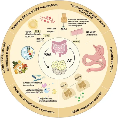 The potential therapies for the gut–adipose tissue axis in the progression of metabolic syndrome. Strategies targeting gut–AT axis range from lifestyle modifications (caloric restriction and intermittent fasting) to microbial manipulation such as targeting BAs and LPS metabolism, prebiotics, probiotics, and synbiotics, CB1R antagonist, FMT, bariatric surgery, and intestinal mucosa secretions.