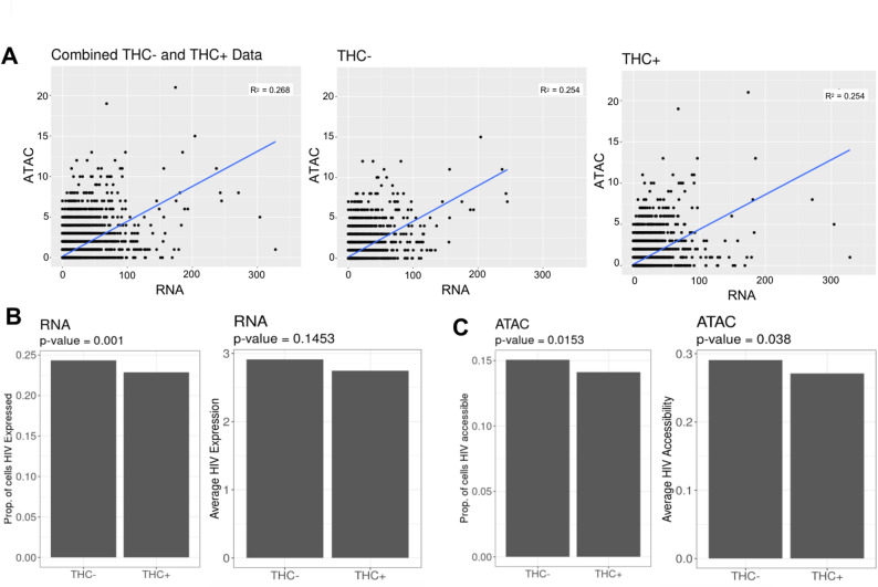HIV vRNA expression and chromatin accessibility is mildly affected by THC exposure. A Correlation scatter plot showing the square root (sqrt) proportion of scRNAseq reads mapping to HIV (X-axis) vs. the sqrt proportion of scATACseq reads mapping to HIV (Y-axis) across the cell population for the integrated data (Left panel), without THC exposure (Middle panel), and with THC exposure (Right panel) for 6 h. B Transformed HIV expression data (proportion of cells with HIV expression, Left panel; and Average HIV, Right panel) for cells without and with exposure to THC. C Transformed HIV ATAC accessibility data (proportion of cells accessible to HIV, Left panel; and Average HIV accessibility, Right panel) for cells without and with exposure to THC. A permutation non-parametric statistical method were used to assess the significance