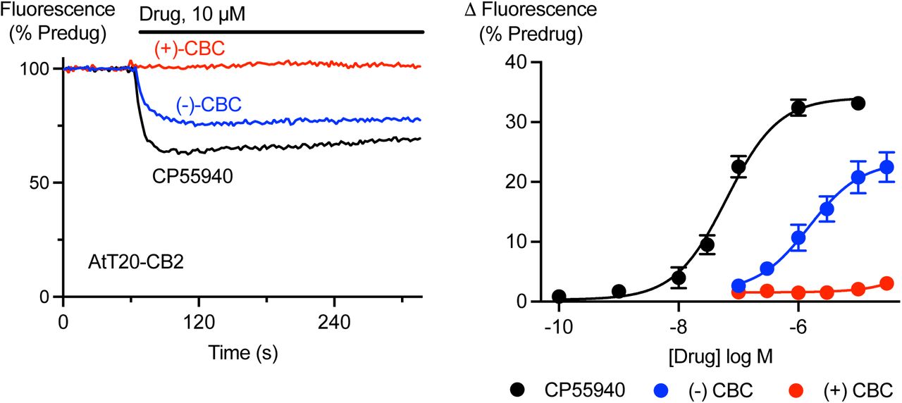 Activation of CB2 receptors by cannabichromene isomers.AtT20 cells expressing CB2 receptors were challenged with (−)-CBC, (+)-CBC and CP55940. A fluorescent membrane potential dye was used to measure the response. A) Representative traces showing that application of 10 µM (−)-CBC and CP55940 produced a sustained decrease in fluorescence, consistent with hyperpolarization of the cells, while 10 µM (+)-CBC had not effect. B) Concentration-response curves for (−)-CBC, (+)-CBC and CP55940 showing the maximum change in fluorescence produced by each drug. Each point represents the mean ± s.e.m. of at least 6 independent experiments, performed in duplicate.