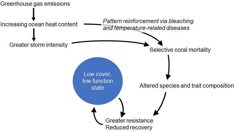 Conceptual diagram illustrating the hypothesized feedbacks between disturbance, coral species and trait composition, and resistance to and recovery from future storm events on Caribbean coral reefs in the southwest Atlantic Ocean basin.