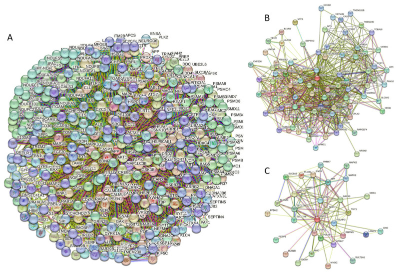 (A) Protein–protein interaction network of human α-synuclein (UniProt ID: P37840) (A), β-synuclein (UniProt ID: Q16143) (B), and human γ-synuclein (UniProt ID: O76070) (C). These PPI networks were generated by STRING using the minimum required interaction score of 0.5 (α-synuclein) or 0.4 (medium confidence, β- and γ-synucleins) and adjusting the value of the maximum number of interactors in the first shell to 500. Network nodes represent individual proteins, and edges represent protein–protein interaction for shared function, with different types of interactions; the blue line represents curated databases, black line represents co-expression, and green line represents gene neighborhoods. Access to the interactive PPI maps for α-, β-, and γ-synucleins can be found on the STRING webpage via the following URLs: https://string-db.org/cgi/network?taskId=bTG0CScAf8Wp&sessionId=bcRTSNZudCtN (accessed on 5 May 2024); https://string-db.org/cgi/network?taskId=bvfk903ldEwq&sessionId=bcRTSNZudCtN (accessed on 5 May 2024), and https://string-db.org/cgi/network?taskId=brXAj9n6xxUM&sessionId=bcRTSNZudCtN (accessed on 5 May 2024).