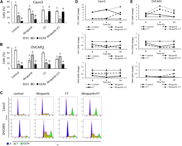 Percentage of cells in G1, S or G2/M phase of Caov3 (A) and OVCAR3 (B) cell lines were analyzed in FACS following treatments with niraparib (6 or 25 μg/mL for Caov3 or OVCAR3, respectively), F7 (19.4 or 20 μg/mL for Caov3 or OVCAR3, respectively) and niraparib + F7 at the corresponding concentrations, for 24 h. Doses of treatments are based on (Shalev et al., 2022). Control is vehicle control (0.3% DMSO+1% v/v methanol for Caov3 and 1.25% DMSO+1% methanol v/v for OVCAR3). Cells were stained with PI staining and 1× 104 cells per treatment were analyzed. Error bars indicate ± standard error (n = 3). One-way ANOVA was performed and means without a common letter with similar font and style for G1, S or G2/M phase denote expression levels that are significantly different by the Tukey-Kramer honest significant difference (HSD; p ≤ 0.05). Representative flow cytometry dot plots of Caov3 and OVCAR3 cells for PI counterstain (C). Cells were gated according to unstained cells for analyses. Data analysis was preformed using FlowJo software (FlowJo, V 10.8.1, BD Biosciences, CA, United States). mRNA steady state level based on quantitative PCR in Caov3 (D) and OVCAR3 (E) cell lines treated for 6, 9 and 24 h with niraparib (6 or 25 μg/mL for Caov3 or OVCAR3, respectively), F7 (17 or 24.5 μg/mL for Caov3 or OVCAR3, respectively), or a combination of niraparib + F7 at the corresponding concentrations, relative to control. Quantitative PCR was used to determine gene transcript values as a difference between the target genes and a reference gene (HPRT) using the 2−ΔΔCT method. Control is the vehicle control (0.3% DMSO+0.87% v/v methanol for Caov3 and 1.25% DMSO+1% v/v methanol for OVCAR3). Error bars indicate ± standard error (n = 3). The significance of the treatments is noted in Supplementary Table S9, since the “treatment” x “time” interaction was found to be significant by two-way ANOVA (p ≤ 0.05), one-way ANOVA was performed for each time-point separately. Means without a common letter denote expression levels that are significantly different by the Tukey-Kramer honest significant difference (HSD; p ≤ 0.05).