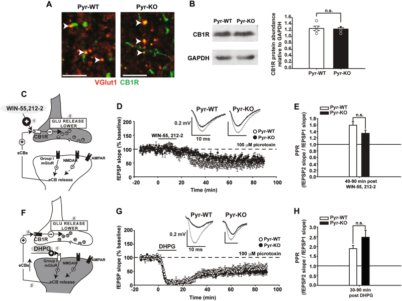 Activation of CB1R and group I mGluR, obligatory components of endocannabinoid system in CA3-CA1, is similar between Pyr-WT and Pyr-KO. a Fluorescent micrographs of CA1 St. radiatum from Pyr-WT (left) and Pyr-KO (right) showing VGlut1 (red) and CB1R immunostaining (green). Overlap of the two signals is yellow. No apparent difference is detectable between the two genotypes. Calibration bar: 5 µm. b Western Blot analysis for CB1R, relative to GAPDH, for Pyr-WT and Pyr-KO. Left—image of a representative gel showing CB1R specific and GAPDH specific bands. Right—bar graph of relative CB1R protein abundance in Pyr-WT (1.26 ± 0.07, n = 5) vs. Pyr-KO (1.24 ± 0.04, n = 5), p = 1.000, U-test. c Cartoon of CA3-CA1 synapse depicting effect of CB1R agonist WIN-55,212-2 [1] on CB1R activation, resulting in lower glutamate release [2]. d 15 min bath application of 5 µm WIN-55,212-2 generates persistent WIN-LTD in Pyr-WT (49.4 ± 0.95 %; n = 8 slices/4 mice; p < 0.001 relative to baseline) and Pyr-KO (65.9 ± 0.89 %; n = 7 slices/3 mice; p < 0.001 relative to baseline). e Average PPR for WIN-LTD in Pyr-WT: 1.59 ± 0.11 (n = 8 slices/4 mice) vs. Pyr-KO: 1.34 ± 0.10 (n = 7 slices/3 mice); p = 0.10. f Cartoon depicting effect of Group I mGluR agonist DHPG [1] on eCB release [2], eCB binding to CB1R [3] and lower glutamate release [4]. g 15 min bath application of 100 µm DHPG resulted in prominent DHPG-LTD in both Pyr-WT (53.25 ± 0.8 %; n = 11 slices/ 4 mice; p < 0.001 relative to baseline; one-way Anova) and Pyr-KO (45.1 ± 0.80%; n = 11 slices/ 4 mice; p < 0.001 relative to baseline; one-way Anova). h Average PPR after DHPG application. During DHPG-LTD (30–90 min post DHPG), PPR in Pyr-WT: 1.89 ± 0.16 (n = 11 slices, 4 mice) vs. PPR in Pyr-KO: 2.47 ± 0.35 (n = 11 slices, 4 mice); p = 0.621. 2-Way RM Anova. Insets: fEPSP trace examples from Pyr-WT and Pyr-KO slices before (gray line) and after induction (black line) of WIN-LTD (d) or DHPG-LTD (g); each trace is average of 30 individual traces taken at baseline or at 75–90 min post-induction.