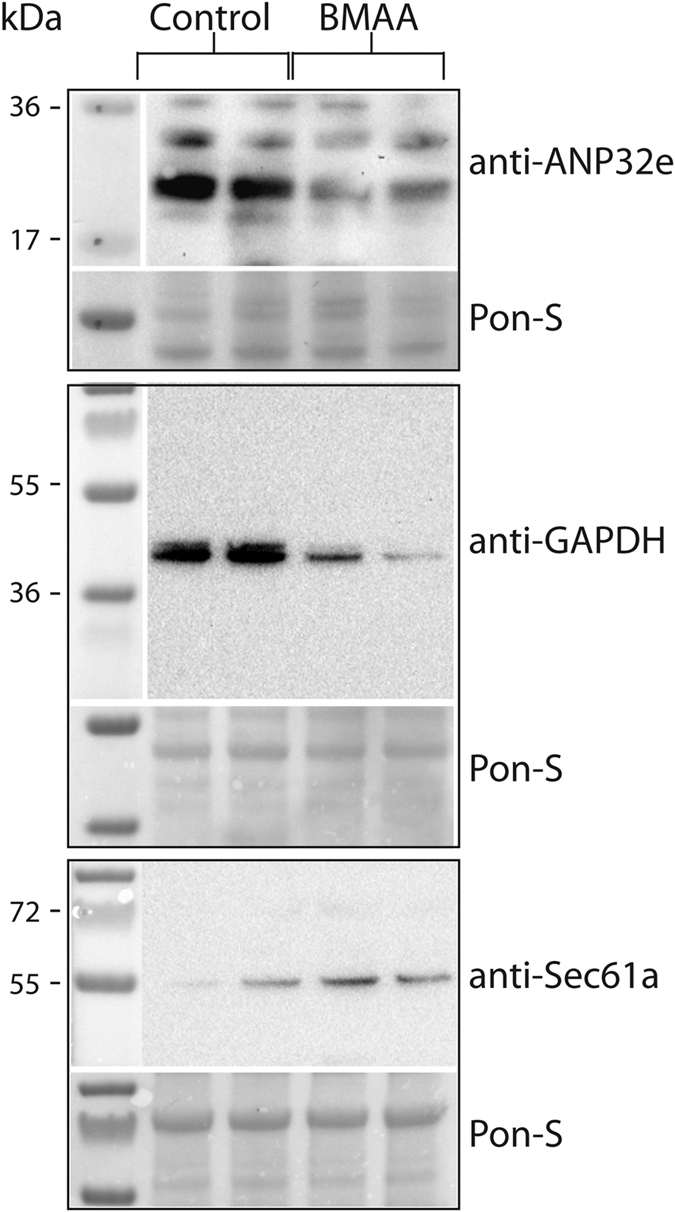 Verification of mass spectrometry results.Total protein extracts (40 μg per lane) from BMAA- and control-injected larvae were separated by SDS-PAGE and transferred to PVDF membranes for Western blotting with the indicated antibodies. Ponceau-S staining was used as loading control. Blots show control and BMAA-injected samples from two individual experiments.