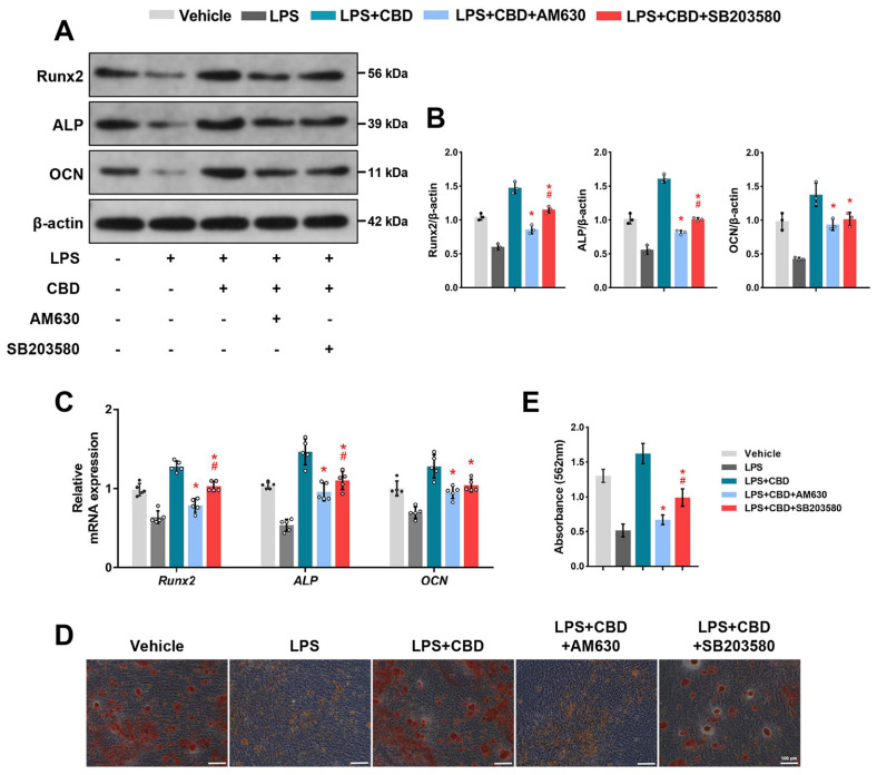 CB2-dependent p38 MAPK signaling pathway is required for CBD promoting osteogenic differentiation of BMSCs. BMSCs were pretreated with LPS (10 μg/ml) for 12 hrs. Then CBD (2.5 μM), AM630 (10 μM), and SB203580 (20 μM) were added as indicated and co-cultured with LPS for 7 days. (A) Western blots were performed for detecting the protein expression levels of Runx2, ALP, and OCN. β-actin was used as the internal control (n=3). (B) Quantitative analysis of (A). (C) BMSCs were harvested for measuring the mRNA expression levels of Runx2, ALP, and OCN using qRT-PCR. β-actin was used as the internal control (n=5). BMSCs were co-treated with these agents for 14 days and then alizarin red staining was performed. Representative images (D) and semiquantification (E) of alizarin red staining after incubation for 14 days (Scale bar, 100 μm). Data are presented as means±SD. *p<0.05 compared with the CBD plus LPS group. #p<0.05 compared with the CBD plus AM630 group.