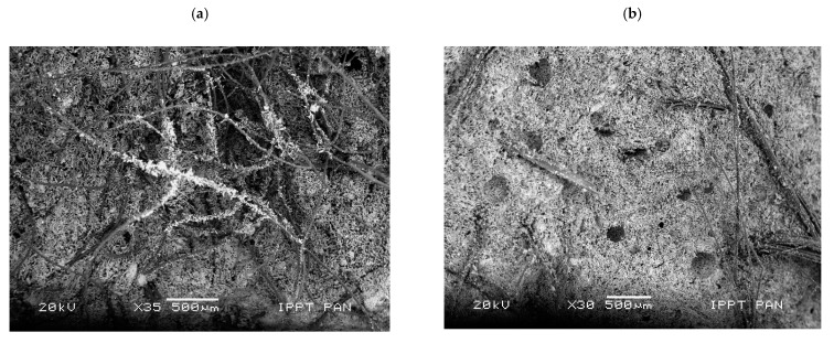 Microphotograph of the analysed fresh split surface of gypsum-based composites: (a) with sheep wool fibres and (b) with hemp fibres (scanning electron microscope, scale bar = 500 µm).