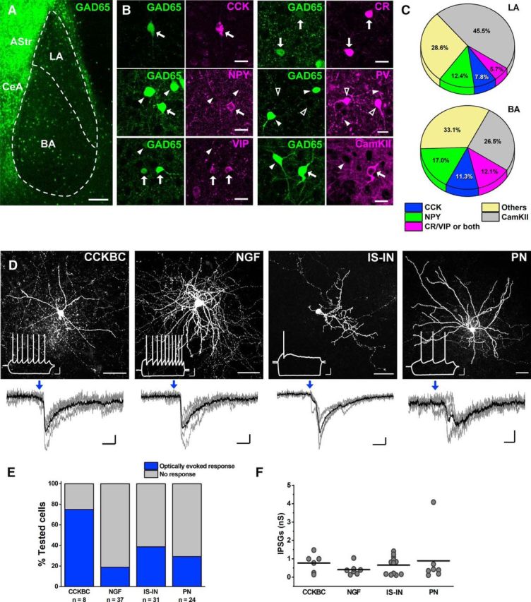 VIP+ INs innervate distinct populations of cells labeled in GAD65-EGFP knock-in mice. A, An image taken from the amygdala region of a GAD65-EGFP mouse. There is a clear difference in the quantity of EGFP-expressing cells between the BLA and striatal-like amygdala regions (CeA, central amygdala; Astr, amygdalostriatal area). B, CCK, NPY, VIP, CR, and CaMKII, but not PV, were found to be expressed in EGFP+ neurons. White arrows show green cells that express the given neurochemical markers, white arrowheads indicate green cells that do not contain the given neurochemical markers, and open arrowheads point to PV-containing cells that were not EGFP+. C, Pie charts show the percentage of EGFP+ neurons containing the given neurochemical markers in both LA and BA nuclei. The “Others” category comprises all green cells that lack the immunoreactivity for the neurochemical markers tested and the three SOM+/EGFP+ neurons. As VIP and CR form partially overlapping groups of INs, they were pooled together. D, Maximum projection intensity images of representative biocytin-filled neurons from four cell types expressing EGFP. Insets show their characteristic responses upon step current injections. CCKBC, CCK+ basket cell; NGF, neurogliaform cell; PN, principal neuron. Below each image, the postsynaptic currents evoked by whole-field blue-light illumination with high chloride intrapipette solution are shown. Blue arrows show the beginning of a 10-ms-long light illumination. Gray traces indicate five consecutive events, while the black traces are their averages. E, Bar graph shows the percentage of different types of EGFP+ neurons in which blue light-evoked postsynaptic events could be detected. F, Plot shows the magnitude of inhibitory postsynaptic responses recorded in different types of EGFP+ neurons (CCK-BC, 0.77 ± 0.21 nS, n = 6; NGF, 0.41 ± 0.11 nS, n = 7; IS-IN, 0.66 ± 0.14 nS, n = 12; PN, 0.89 ± 0.54 nS, n = 7). Each dot represents the average peak conductance (IPSG) obtained in individual cells, while horizontal bars indicate the mean. Scale bars: A, 150 μm; B, 20 μm; D, top, 40 μm (inset: x = 100 ms, y = 20 mV); D, bottom, x = 5 ms, y = 10 pA).