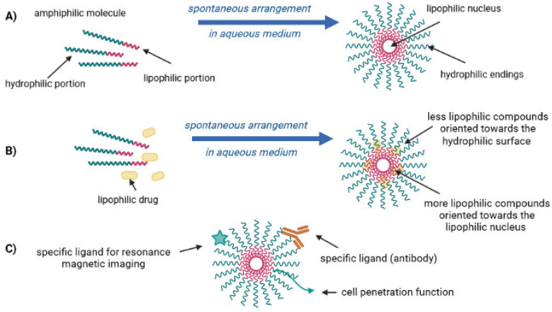 Schematic representation of pharmaceutical micelles [own drawing]. (A) spontaneous formation of a micelle, of an amphiphilic molecule in an aqueous medium; (B) incorporation of lipophilic drugs into a micelle; (C) multifunctional pharmaceutical micelles [own drawing].