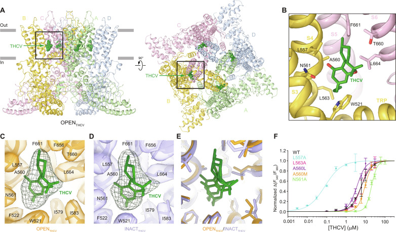 Binding of THCV to the vanilloid site.(A) Structure of OPENTHCV viewed parallel to the membrane (left) and extracellularly (right), with subunits colored light green, yellow, pink, and blue. The molecules of THCV are shown as space-filling models (dark green). Boxed is the region expanded in (B). (B) Close-up view of the vanilloid site in OPENTHCV structure, with the molecule of THCV (dark green) and side chains contributing to THCV binding shown in sticks. (C to E) Close-up views of the vanilloid site in OPENTHCV (C), INACTTHCV (D), and their superposition (E), with cryo-EM densities for the protein (semitransparent surface) and THCV (green mesh) shown in (C) and (D). (F) Concentration-response curves for THCV activation of wild-type (WT) TRPV3 (black, n = 3) as well as L557A (cyan, n = 3), L563A (pink, n = 3), A560L (purple, n = 3), A560M (orange, n = 3), and N561A (green, n = 3) mutant channels. Curves through the data points are the fits with the logistic equation. The EC50 values are provided in table S2. n, the number of independent measurements. Data are means ± SEM.