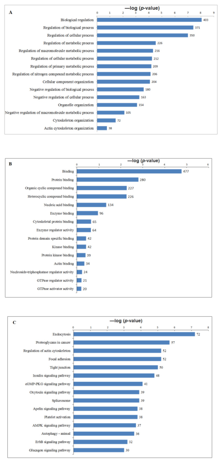 Significant altered phophopeptides were enriched by Gene ontology using BINGO in Cytoscape. Bar graphs summarizing the GO enrichment analysis, molecular function and pathways for the phopho peptides of CLA vs. CON subcutaneous and omental AT in dairy cows. The −log10 (p-value) on the x-axis and GO terms represented on Y-axis. (A) Top 15 significant GO terms associated with the phospho peptides in CLA vs. CON. (B) Top 15 molecular functions of the phospho peptides in CLA vs. CON. (C) Top 15 KEGG pathways enrichment analysis for the phospho peptides in CLA vs. CON. Number of peptides in each category was labelled on the bars.