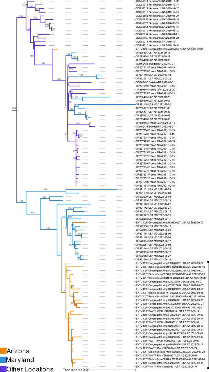 Subset of global EV-D68 maximum likelihood phylogeny.69 of 935 publicly available EV-D68 genomes from NCBI and 31 new AZ genomes generated as part of this study. Bootstrap values indicating cluster support are on branches. Full phylogeny can be visualized in Supplementary Figure 1.