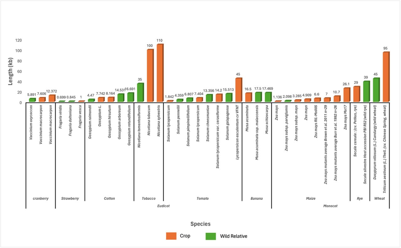 Comparison of mean telomere lengths in wild and cultivated plants.Data sourced from published telomere lengths (Supplemental Table S1), TeloNum results using raw data from SRA (Supplemental Table S2), and estimates from long read genome assemblies (Supplemental Table S4).