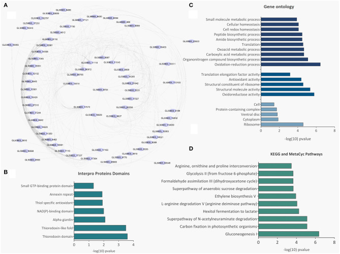 Bioinformatic analysis of SEV and LEV proteins. (A) Protein-protein interaction networks. (B) Gene ontology. (C) Enriched metabolic pathways. (D) Pfam domains identified in the total SEV and LEV protein datasets.