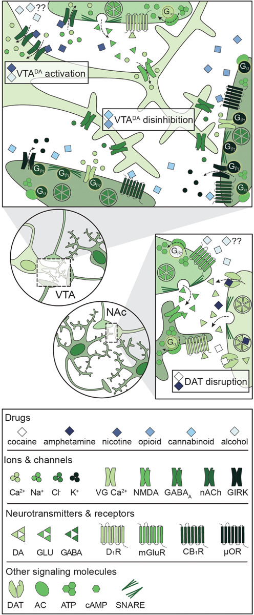 Primary mechanisms of action of potentially addictive drugs. Potentially addictive drugs increase DA release into the NAc, but different drugs act via distinct mechanisms. Top: Opioids and cannabinoids disinhibit VTADA neurons via presynaptic inhibition of VTAGABA and NAcMSN inputs through four notable mechanisms: Inhibition of VG Ca2+ channels, activation of GIRKs, inactivation of AC, and inhibition of GABA release. Nicotine activates VTADA neurons via direct activation of somatodendritic nAChRs and activation of presynaptic PFCGLU inputs. Alcohol directly activates VTADA cell bodies, but the mechanism is not understood. Bottom: Psychostimulants impair DA reuptake by blocking DAT (cocaine) or reversing the activity of DAT and facilitating DA release (amphetamine), leading to increased dopaminergic tone in the NAc. Alcohol also targets PFCGLU inputs to the NAc, but the net effect on PFCGLU activity is unknown. AC: adenylyl cyclase; ATP: adenosine triphosphate; cAMP: cyclic adenosine monophosphate; CB1R: cannabinoid 1 receptor; DA: dopamine; DAT: dopamine transporter; D1R: dopamine D1 receptor; GABA: gamma- aminobutyric acid; GIRK: G protein-coupled inwardly rectifying K+ channel; GLU: glutamate; mGluR: metabotropic glutamate receptor; μOR: mu opioid receptor; NAc: nucleus accumbens; nACh: nicotinic acetylcholine receptor; NMDA: N-methyl-D-aspartate receptor; PFC: prefrontal cortex; SNARE: soluble N-ethylmaleimide-sensitive factor attachment protein receptor; VG Ca2+: voltage-gated Ca2+ channel; VTA: ventral tegmental area.