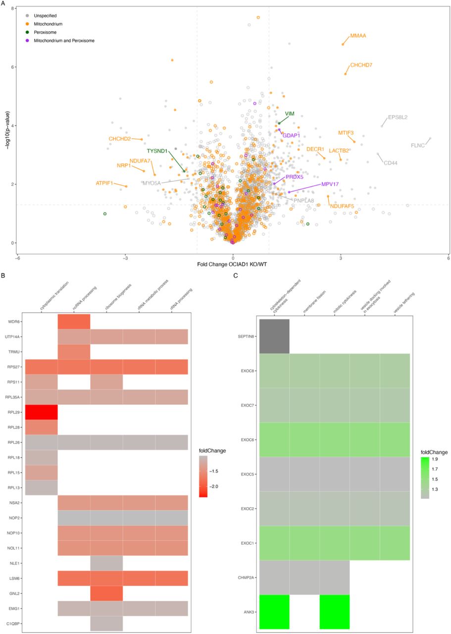 Proteomics of OCIAD1 KO whole cells.Corresponding to Figures 2 and 3. Proteomics of OCIAD1 KO whole cells compared to WT represented as volcano plot, colored by proteins of mitochondria (orange), peroxisome (green) or dually localized (purple) (A). Heatmap of the top 5 enriched GO terms of proteins significantly decreased (B) and increased (C) upon OCIAD1 KO.
