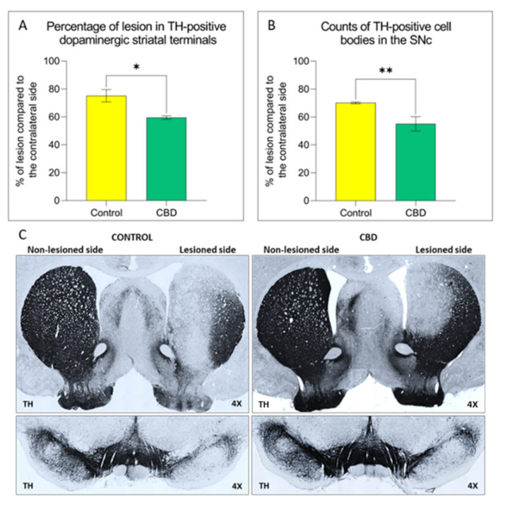 Effect of CBD treatment on the neurodegenerative process in the nigrostriatal pathway. The graphs show the percentage of lesion of (A) in the striatum. (B) in the SNc. (C) Representative images of the nigrostriatal damage in both experimental groups. Results are expressed as mean ± SEM. * p < 0.05 vs. control t = 2947, df = 12. ** p < 0.01 vs. control t = 3102, df = 13, Student’s t-test unpaired two-tailed. N = 6 to 8 in each group.