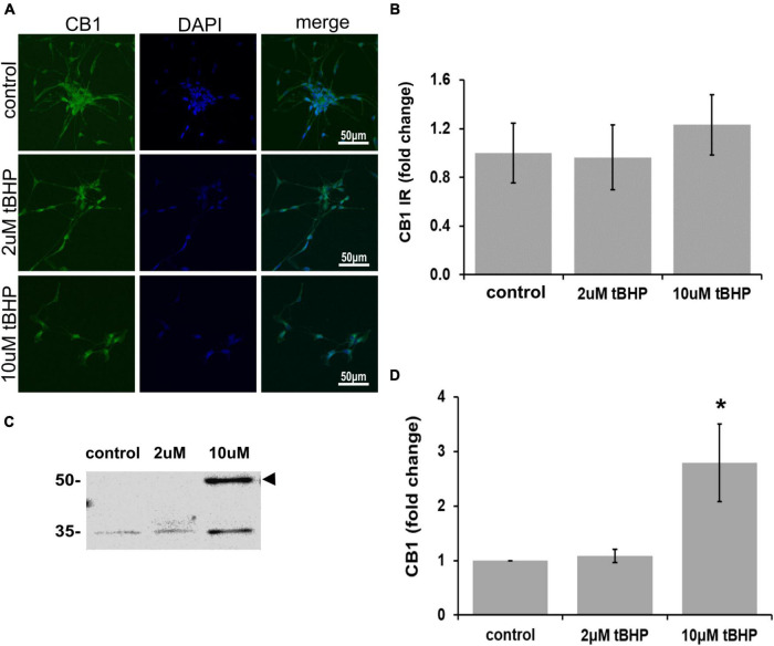 Expression of cannabinoid receptor type 1 (CB1) in ReN cells under conditions of oxidative stress. CB1 immunoreactivity in differentiated ReN cells. (A) Images show that tert-butylhydroperoxide (tBHP) has no effect on CB1 IR (green). Green fluorescence is CB1 and blue fluorescence is DAPI-labeled nuclei. Images are 400× magnification. (B) Quantitative analysis of images in panel (A) reveal that tBHP has no significant effect on CB1 IR, but a trend toward an increase exists (0.10 > p > 0.05). (C,D) Western blot analysis reveals that the expression of a 56 kDa band corresponding to CB1 is upregulated 2.8-fold by exposure to 10 μM tBHP. *p ≤ 0.05.