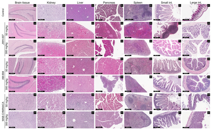 Histological examination of the brain, spleen, kidney, liver, pancreas, small and large intestine in mice exposed to 50 mg/kg and 300 mg/kg of SCs through oral administration. Histological analysis was performed using H&E staining. (A1–G7) subfigures details are in Table 6.