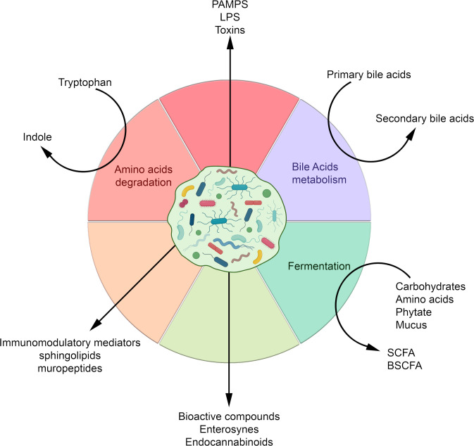 Molecules and metabolites produced by the gut microbiota according to the nutrients or metabolic source and their derived compounds. BSCFA, branched SCFA; LPS, lipopolysaccharides; PAMPs, pathogen-associated molecular patterns; SCFA, short chain fatty acids.