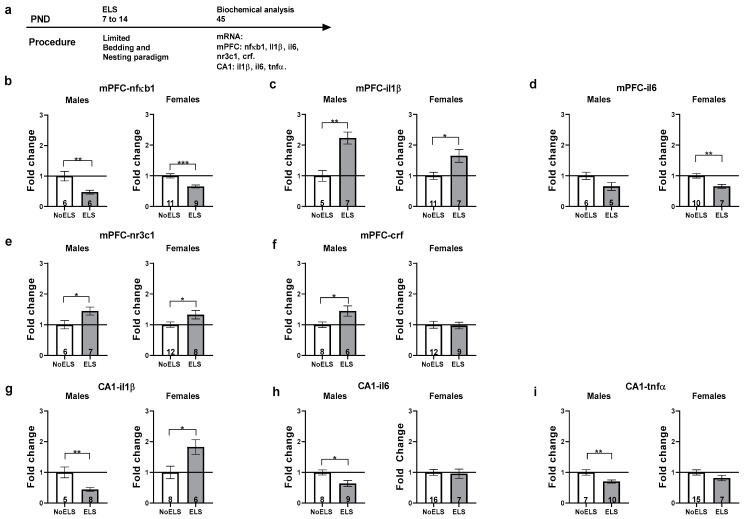 ELS-induced protracted changes in inflammatory and stress-related genes in the mPFC and hippocampal CA1. (a) Male and female rats were exposed to early life stress (ELS; P7-14). On P45, rats were sacrificed, and brains were harvested for molecular analysis (n = 5–16 for all groups). (b) ELS downregulated mPFC-nfκb1 expression in both males (left) and females (right). (c) ELS upregulated mPFC-il1β expression in both males (left) and females (right). (d) No significant differences were found in mPFC-il6 expression in males (left). In females (right), ELS downregulated mPFC-il6 expression. (e) ELS upregulated mPFC-nr3c1 expression in both males (left) and females (right). (f) ELS upregulated mPFC-crf expression in males (left). No significant differences were found in mPFC-crf expression in females (right). (g) ELS downregulated CA1-il1β expression in males (left) but upregulated CA1-il1β expression in females (right). (h) ELS downregulated CA1-il6 expression in males (left). No significant differences were found in CA1-il6 expression in females (right). (i) ELS downregulated CA1-tnfα expression in males (left). No significant differences were found in CA1-tnfα expression in females (right). ELS: early life stress; mPFC: medial prefrontal cortex; mRNA: messenger RNA; p: post-natal day. *, p < 0.05; **, p < 0.01; ***, p < 0.001 indicate statistically significant effects followed by post hoc comparisons.