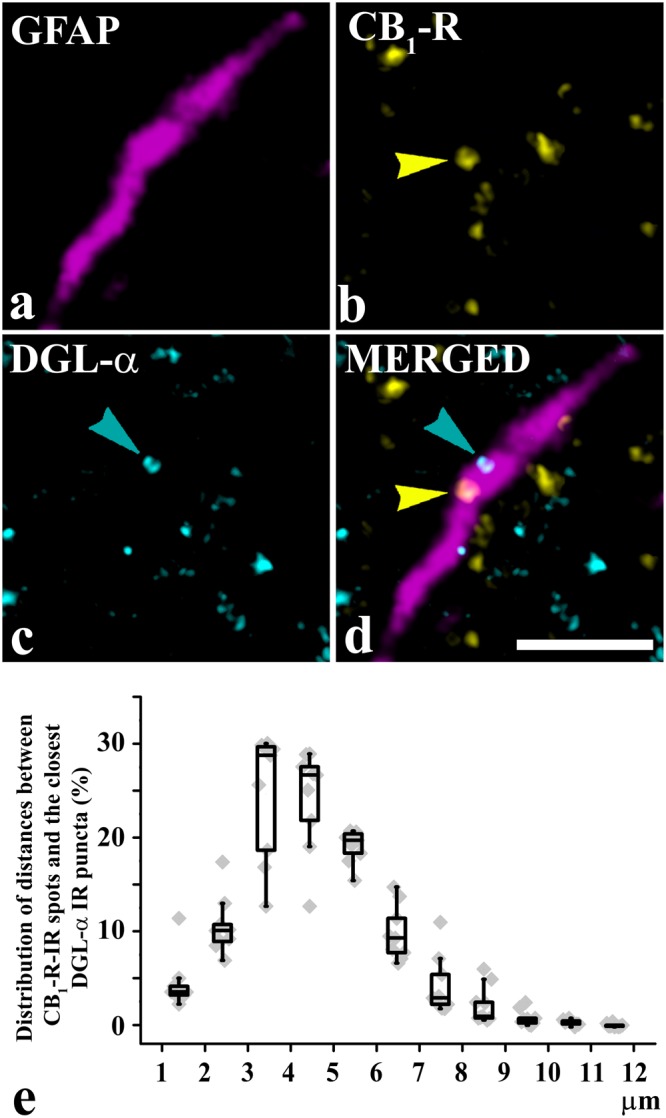 Astrocytes express CB1-Rs and DGLα in close proximity to each other in the rat superficial spinal dorsal horn. (a–d) Micrographs of a single 1-µm-thick laser scanning confocal optical section illustrating the co-localization between immunolabeling for GFAP (a marker for astrocytes, magenta; (a) CB1-R (yellow; b) and DGLα (cyan; c). Two puncta immunoreactive for CB1-R or DGLα that are located close together within the confines of a profile stained for GFAP are marked with arrows and appear in mixed colors in the merged image (d). Scale bar: 5 µm. (e) Box plot showing the distribution of distances between CB1-R immunoreactive spots and the closest DGLα immunoreactive spots that were recovered within the confines of GFAP immunoreactive profiles.