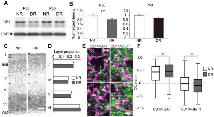Effects of dark rearing on CB1 expression.(A) Representative western blots of CB1 and GAPDH in V1. The blots of normal light/dark condition-reared (NR) and dark-reared (DR) mice at P30 and P50 are shown. (B) Mean and SEM of the blot density of CB1 (P30: n = 16 (NR) and 21 (DR) animals, P50: n = 5 (NR) and 5 (DR) animals; unpaired t-test, **: p<0.01). (C) Layer distribution of CB1 immunoreactivity in V1. Photographs represent immunostained sections of NR and DR animals at P30. Layer boundaries were determined in neighboring Nissl-stained sections. Scale, 100 µm. (D) CB1 immunoreactivity in individual layers of NR and DR animals at P30. Intensities in each layer are represented as the proportion to the all-layer intensities (two-way ANOVA, p>0.05). (E) Double immunofluorescent staining of CB1 (magenta) and VGAT, VGluT1 in the deep layer of V1 of NR (upper) and DR (lower) animals at P30. Scale, 3 µm. (F) Box and whisker plots showing the CC values of CB1 and VGAT, VGluT1 in the deep layer of NR and DR animals at P30 (n = 3 animals each; NR animals: n = 531 ROIs (CB1/VGAT), 244 ROIs (CB1/VGluT1), DR animals: n = 594 ROIs (CB1/VGAT), 343 ROIs (CB1/VGluT1), Mann-Whitney U test, *: p<0.05).