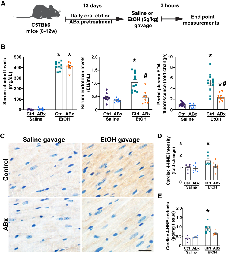 Selective depletion of gut Gram-negative bacteria reduces circulating endotoxin levels and partially ameliorates gut barrier dysfunction following an alcohol binge. A: Study design and groups. B: Serum alcohol endotoxin, and portal fluorescein isothiocyanate–dextran-4 (FD4) levels measured 3 hours after administration of saline or alcohol [ethanol (EtOH)] in mice, with or without antibiotic pretreatment (ABx or ctrl, respectively). C: Representative images of 4-hydroxynonenal (4-HNE) immunostaining of cardiac sections from saline or alcohol (ethanol)–gavaged mice with or without antibiotic pretreatment (ABx or ctrl, respectively). D: Semiquantitative assessment of 4-HNE adducts in cardiac sections of saline or alcohol (ethanol)–gavaged mice, with or without antibiotic pretreatment (ABx or ctrl, respectively). E: Quantitative assessment of 4-HNE adducts in cardiac homogenates from saline or alcohol (ethanol)–gavaged mice, with or without antibiotic pretreatment (ABx or ctrl, respectively). Data are presented as individual values with group means ± SEM (B, D, and E). n = 7 to 11 (B); n = 4 to 7 (E). ∗P < 0.05 versus corresponding saline group; #P < 0.05 versus ctrl ethanol group (two-way analysis of variance, Bonferroni multiple comparison test). Scale bar = 50 μm (C). EU, endotoxin unit.