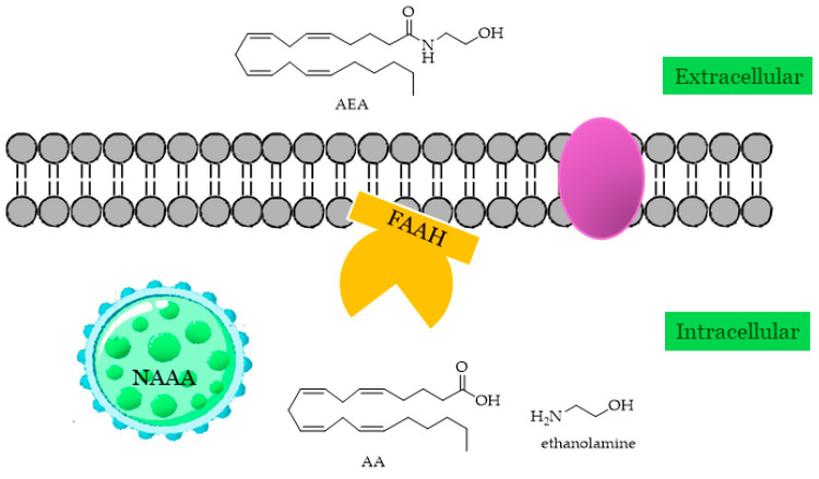 Localizations of AEA-hydrolyzing enzymes (FAAH and NAAA).