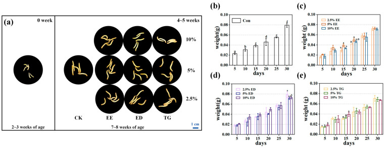 Changes in body weight of TM over the rearing period (0–5 weeks): (a) Morphological changes in TM across groups (N = 5). CK: Control; EE: EE-EPA; ED: EE-DHA; TG: TG-DHA. (b) The body weight changes in the control group. (c) The body weight changes in the EE-EPA group. (d) The body weight changes in the ED-DHA group. (e) The body weight changes in the TG-DHA group. Among them, the different symbols in the annotations of groups a–f and A,B indicate that there are significant differences among different groups within this group (at the same time) (p < 0.05). Data are expressed as mean ± standard deviation (SD).