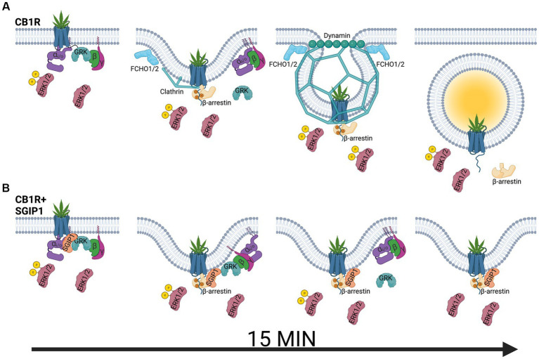 Modulation of cannabinoid receptor 1 signaling by SGIP1. (A) Upon agonist binding, cannabinoid receptor 1 (CB1R) activates heterotrimeric Gi/o proteins, composed of αi/o, β, and γ subunits, which activate signaling cascades such as mitogen-activated protein kinase ERK1/2 or modulate activity of ion channels. At the same time, G protein-coupled receptor kinases (GRK) phosphorylate the active receptor, increasing its affinity for β-arrestins. β-arrestins desensitize the receptor and promote its clathrin-mediated internalization. ERK1/2 phosphorylation is also mediated by β-arrestin-mediated pathways, including signaling from the endocytosed receptor pool. (B) ERK1/2 signaling is diminished in the presence of SGIP1. Therefore, SGIP1 association with CB1R decreases ERK1/2 phosphorylation, likely from the lack of signaling from the endocytosed pool of CB1R. The endocytic machinery includes FCH/F-BAR domain only protein 1 and 2 (FCHO1/2), which initiate membrane invaginations, clathrin and its adaptor protein 2 (AP-2, not shown), which stabilize the endocytic pits and link the receptor to the endocytic pits, and dynamin, which pinches off the invaginated pits. SGIP1 is an endocytic protein that interferes with CB1R endocytosis by an undescribed mechanism. As a result of inhibited CB1R endocytosis, the persistence of the desensitized receptor on the cell surface increases and prolongs GRK and β-arrestin association with the receptor.
