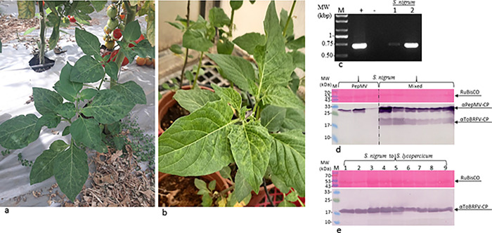 S. nigrum shows synergism upon mixed infections with ToBRFV and the mild strain PepMV-IL.(a) ToBRFV-infected naturally occurring S. nigrum showing mottled mosaic leaves grew adjacent to tomato plants in a commercial tomato greenhouse. (b) A ToBRFV-inoculated S. nigrum plant showing mild mottled leaves. (c) RT-PCR of ToBRFV-infected S. nigrum, confirmed by Sanger sequencing. (d) A western blot analysis showing a viral synergism in S. nigrum plants upon mixed infection with ToBRFV and PepMV-IL. (e) A bioassay of ToBRFV-inoculated S. nigrum plants using tomato plants bearing the Tm-22 resistance gene. M, molecular size marker; (+), a positive control for ToBRFV from tomatoes; (-) a healthy control; numbers represent different plants inoculated with ToBRFV.