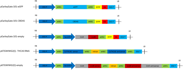 Schematic diagram of the metabolic engineering constructs in this study.