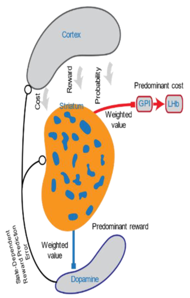 Dorsomedial striatum (DMS) striosomes lie at the center of the Cortico-Striosomal, Lateral Habenula, Dopaminergic Evaluation Circuit. Striosomes encode the subjective value of reward, cost, and uncertainty, and integrate these signals. DMS striosomes selectively project to the SNC (predominant source of reward) and Lateral Habenula.