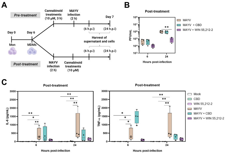 Effects of cannabinoid post-treatment on viral titers and production of IL-6 and TNF-α in MAYV-infected MDMs. Experimental design for cannabinoid treatments in MDMs (A). MDMs were subjected to two treatment approaches: pre-treatment and post-treatment. For post-treatment, MDMs were initially infected with MAYV (MOI 0.5) for 2 h or left uninfected, then treated with 10 µM cannabinoids (CBD or WIN 55,212-2) or left untreated at 37 °C with 5% CO2. Cells and supernatants were collected at 6 and 24 h.p.i and stored at −80 °C (A). Cell culture supernatants were collected, and viral replication was quantified by plaque assay (B). IL-6 and TNF-α production in MAYV-infected or uninfected MDMs, post-treated with WIN 55,212-2 or CBD, or left untreated, was quantified by ELISA (C). One-way ANOVA and Tukey’s tests were performed for normally distributed data at each time point, while Friedman and Dunn’s tests, depending on data distribution. (n = 4). Significance: p < 0.05 (*), p < 0.01 (**).