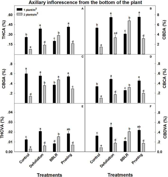 Cannabinoid concentrations in axillary inflorescences from the lowest branch on the plant, close to the point of emergence from the main stem. The cannabis plants were grown under two densities (1 or 2 plants m−2) and four architectural modulation treatments. Cannabinoids detected include THCA (A), CBDA (B), CBGA (C), CBCA (D), THCVA (E), and CBDVA (F). The results are mean and SE (n = 6). Different letters above the bars represent significant differences between treatments by Tukey HSD test at α = 0.05. “BBLB” removal of leaves and branches from the bottom part of the plant.
