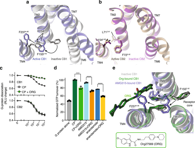 Structural changes in the intracellular side of TM2 upon CB1 activation.a Concerted movement of F2374.46 and F1552.24 upon activation of CB1 from inactive (inward, gray) to active (outward, blue) state. b The residue at position 4.46 in CB2 is a Leu and does not undergo movement upon activation. c NanoBiT-G-protein dissociation assay shows unchanged CP (CP 55940) response upon ORG (Org 27569) treatment in CB2. (mean ± SEM, n = 4 independent experiments). d GTP turnover assay showing reduced turnover in the presence of ORG (Org 27569) with Gi1. (mean ± SD, p < 0.0001**** and p = 0.0010***, unpaired t-test (two-tailed), n = 3 independent experiments). e Structural rearrangement in F2374.46 and F1552.42 in ORG (Org 27569) (PDB: 6KQI, green) bound structure compared to active AMG315-bound (blue) and inactive (gray) structures. Residues F2374.46 and F1552.42 are inward towards the receptor core in the ORG-bound and inactive structures compared to AMG315-bound structure where they are outwards.