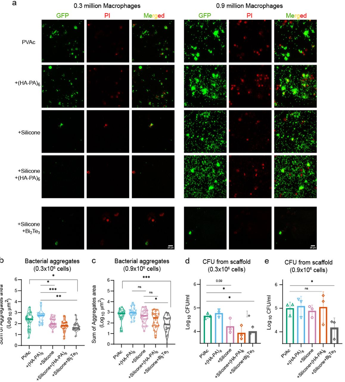 Spatial association of dead macrophages with S. aureus bacterial aggregates and bismuth telluride reduces bacterial aggregate on material surfaces.(a) Representative confocal images of biomaterial surfaces stained with propidium iodide to label membrane-compromised macrophage nuclei (red) and GFP-expressing S. aureus (green) under different coating conditions at macrophage densities of 0.3 and 0.9 million.(b) Representative confocal images with bismuth telluride (Bi2Te3) coated silicone-PVAc surfaces at macrophage densities of 0.3 and 0.9 million.(c) and (d) Quantitative analysis of total bacterial aggregates area at macrophage densities of 0.3 million (c) and 0.9 million (d).(e) and (f) Quantification of surviving S. aureus CFU recovered from the biomaterial at macrophage densities of 0.3 million (e) and 0.9 million (f), reported as CFU.Data is presented as mean ± SD (n=3 independent experiments); Bacterial aggregate quantification was performed using data from three independent experiments with minimum 4 FOVs analyzed per biomaterial. Statistical analysis was performed using one way ANOVA followed by Tukey’s multiple comparison test. Statistical significance is indicated as *p<0.05, **p<0.01, ***p<0.001, and ns=non-significant.