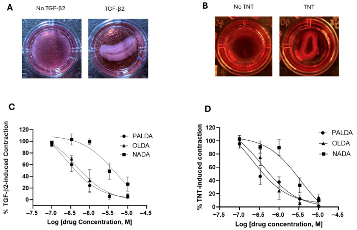The impact of substitution of different fatty acid side chains on the inhibitory effects of N-acyl dopamines on RPE cell-mediated matrix contraction. Cells were treated for 72 h, with either TGF-β2 (10 ng/mL, porcine RPE) or TNT (combined TGF-β2 + TNF-α, each at 10 ng/mL, human RPE), in the presence or absence of N-acyl dopamines: N-palmitoyl dopamine (PALDA), N-oleoyl dopamine (OLDA), or N-arachidonoyl dopamine (NADA). After 72 h of treatment, gels were released and allowed to contract for 4 h. (A,B) are representative images of collagen gels contracted by porcine and human RPE cells, respectively. (C,D) are the concentration–response curves of N-acyl dopamine PALDA, OLDA, and NADA in inhibiting porcine and human RPE cell-mediated collagen matrix contraction, respectively. Data expressed as mean ± SEM.