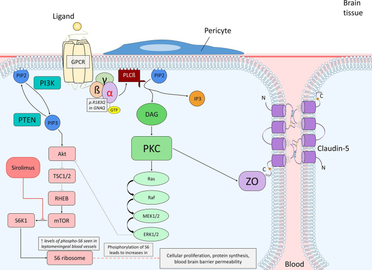 Diagram of endothelial cell mutant Gαq signaling (p.R183Q in GNAQ) and the primary affected downstream pathways, the Ras–Raf–MEK–ERK and mTOR pathways, within the context of the blood brain barrier. The alpha subunit becomes active when bound to GTP, which promotes PLCß to cleave PIP2 into DAG and IP3. DAG is able to activate PKC, which can then phosphorylate a variety of proteins. In this case, PKC can initiate the activation of the Ras–Raf–MEK–ERK pathway or phosphorylate ZO, which interacts with claudin-5 to maintain the integrity of endothelial tight junctions. ERK may stimulate cellular proliferation or also play a role in PI3K/Akt inhibition. PIP2 may also be converted into PIP3 by PI3K; PTEN dephosphorylates PIP3 back to PIP2. PIP3 activates the Akt signaling pathway once bound to Akt, which can inhibit TSC1/2 via phosphorylation. TSC1/2 are negative regulators of mTOR due to their inhibitory mechanism on RHEB, an activator of mTOR. The inhibition of TSC1/2 by Akt allows for RHEB to activate mTOR. Proper expression of mTOR activates S6K1, which then phosphorylates the 40S ribosomal subunit S6 protein (phosphorylated-S6). Increased levels of phosphorylated-S6 result in increased cellular proliferation, protein synthesis and blood brain barrier permeability. Sirolimus acts as an inhibitor of mTOR by causing rapid inactivation of S6K1, and as a result, preventing phosphorylation of the S6 protein and further cellular proliferation as well as vascular growth. A. Abbreviations: phospholipase C ß (PLCß); phosphatidylinositol 3,4,5-bisphophate (PIP2); diacylglycerol (DAG); inositol 1,4,5-trisphosphoate (IP3); protein kinase C (PKC); zonula occludens (ZO); phosphatidylinositol 3,4,5-trisphophate (PIP3); phosphoinositide 3-kinase (PI3K); phosphatase and tensin homolog (PTEN); tuberous sclerosis proteins 1 and 2 (TSC1/2); Ras homolog enriched in brain (RHEB); p70 ribosomal S6 kinase (S6K1).
