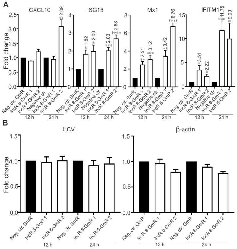 Regulation of ISGs by lncR 8 is earlier than regulation of HCV.ISGs expression level (A) and HCV level (B) at early time points (12 h and 24 h) were examined by qRT-PCR in the samples described in Figure 4. GAPDH was used to normalize. Negative control gene β-actin was not altered by lncR 8 knockdown (B). The data are shown as the mean ± SEM of at least three independent experiments. * p≤ 0.05, ** p ≤ 0.01, *** p ≤ 0.001, and **** p ≤ 0.0001.