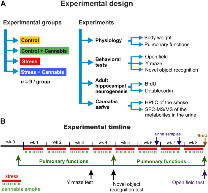 The experimental design and procedures. (A) Mice were divided into four experimental groups according to the stress and drug treatment protocol: Control, Control + Cannabis, Stress, and Stress + Cannabis (n = 9/experimental group). Various experimental tests and measurements were done to examine treatment effects on physiology, behavior and adult hippocampal neurogenesis. To determine the amount of Δ9-THC, CBD and CBN in our Cannabis sativa sample, we did a HPLC analysis of the marijuana smoke and SFC-MS/MS analysis was used to measure metabolites of these compounds in urine samples collected from the animals. (B) Timeline of the experimental procedures. First, the animals were allowed to habituate for 1 week. The long-term stress experiment lasted for 8 weeks. Animals were exposed to restraint stress every day for 6 h, 5-days a week (red lines). On weekends they had rest. During the restraint stress, mice were exposed to the cannabis smoke for 2 × 30 min/day (green lines). The cannabis smoke exposure was done at the end, i.e., during the last 2 h of the 6 h long restraint stress procedure and the smoke was applied simultaneously to all animals. We burned 2 × 2 “joints” (4 joints/day; 20 joints/week) in a manual smoking system and the animals had a whole body smoke exposure. All the behavioral tests were done on the weekends when the animals were not exposed to stress and/or marijuana smoke.